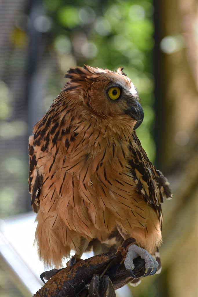 Bali Bird Park by Guillaume Cherbonnel