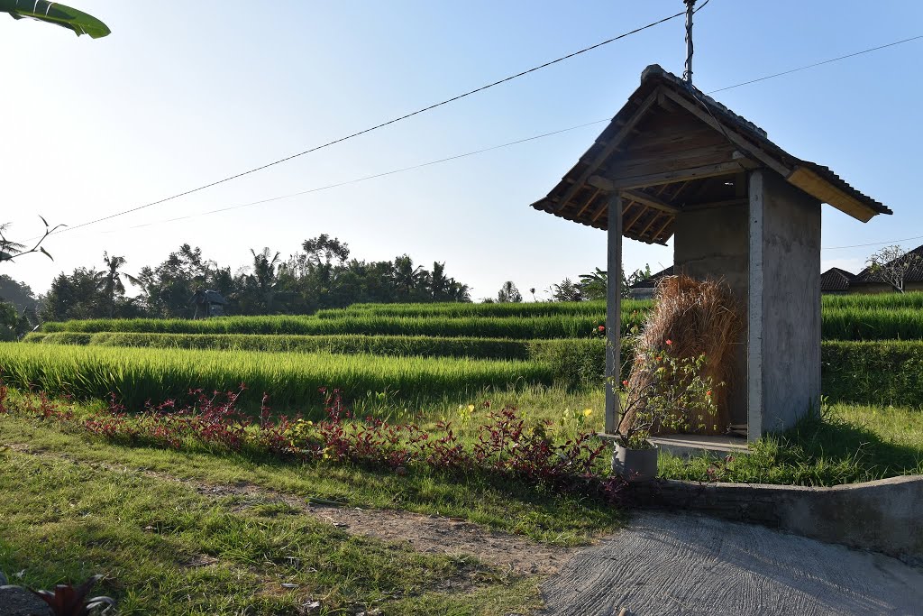 Ubud by Guillaume Cherbonnel