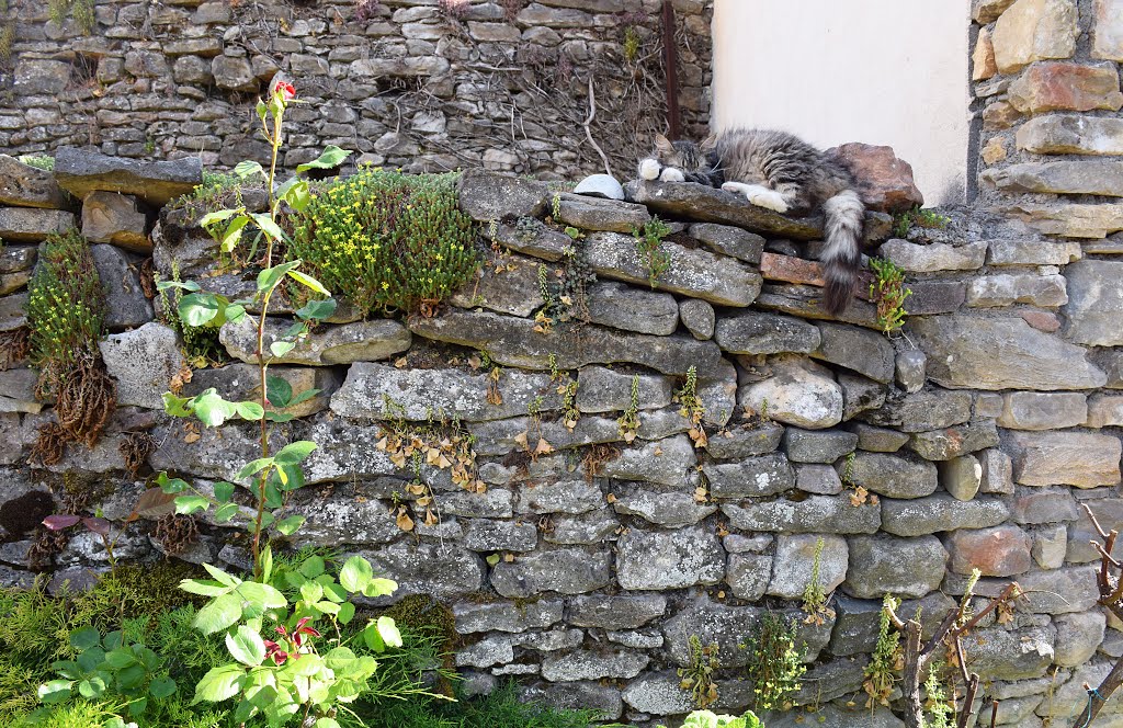 Gato en un muro de la plaza by JOSE ALBERTO RODRIGU…