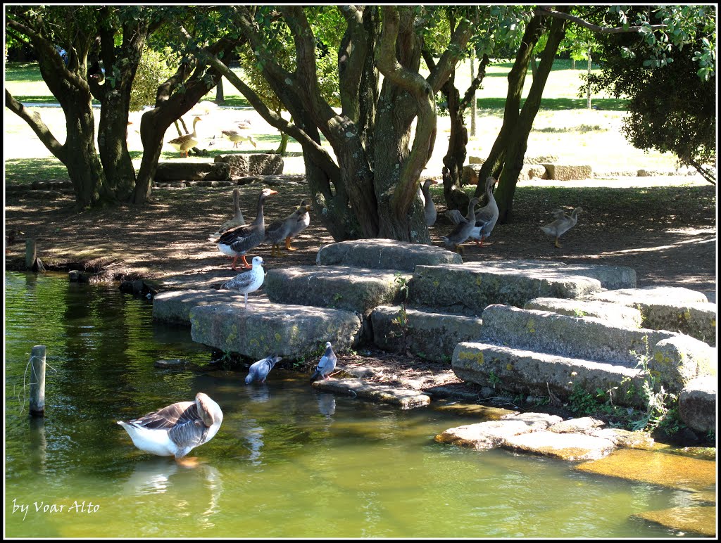 Porto;no calor procura-se sombra / When hot look for shade by Eduardo Voar Alto