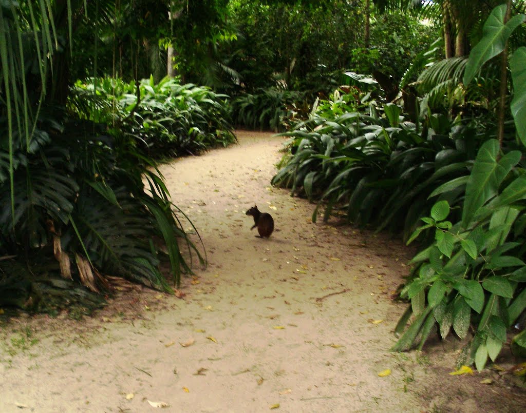 Cutia, Bosque Rodrigues Alves, Belém, Brasil by Sandra Pires