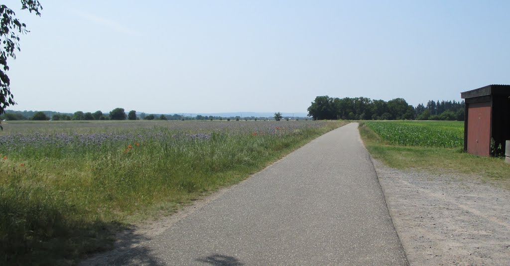 Radweg bei Stutensee by Harald Sogl