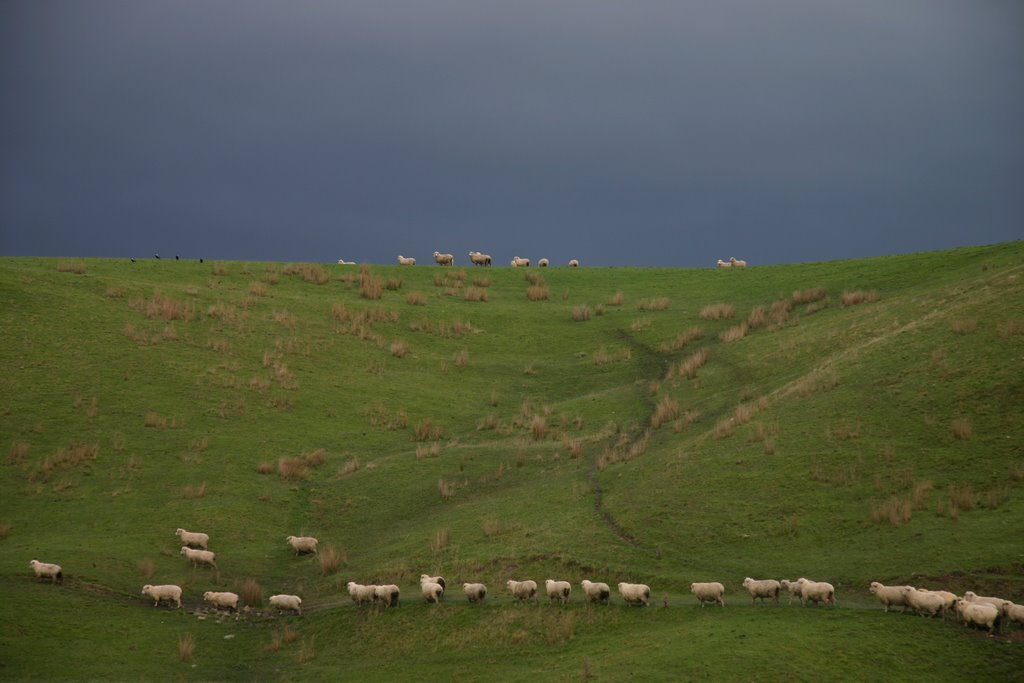 Follow the leader (& play Spot The Magpie) by Tony Reid