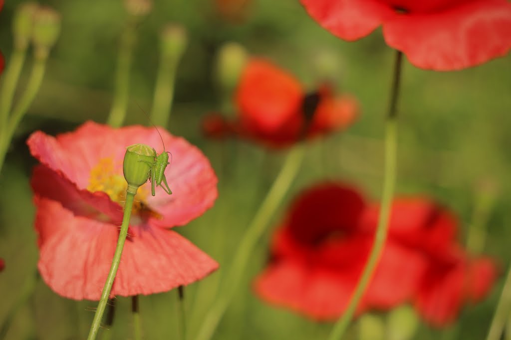 Malá kobylka na makovičce (little grasshopper on a poppyhead) by Hana Koudelková