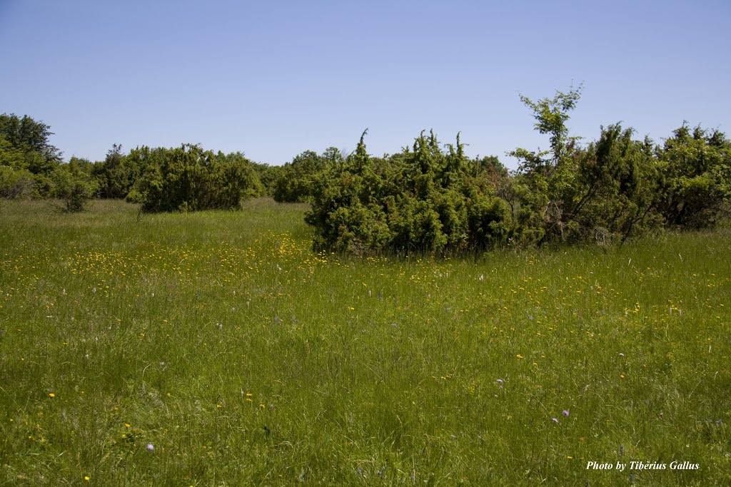 Meadow above the Zadielska Dolina by Tiberius Gallus Phot…