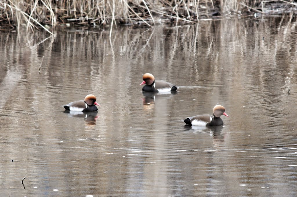 Canards à tête rousse sur le Lac du Bourget 3 by Matopée