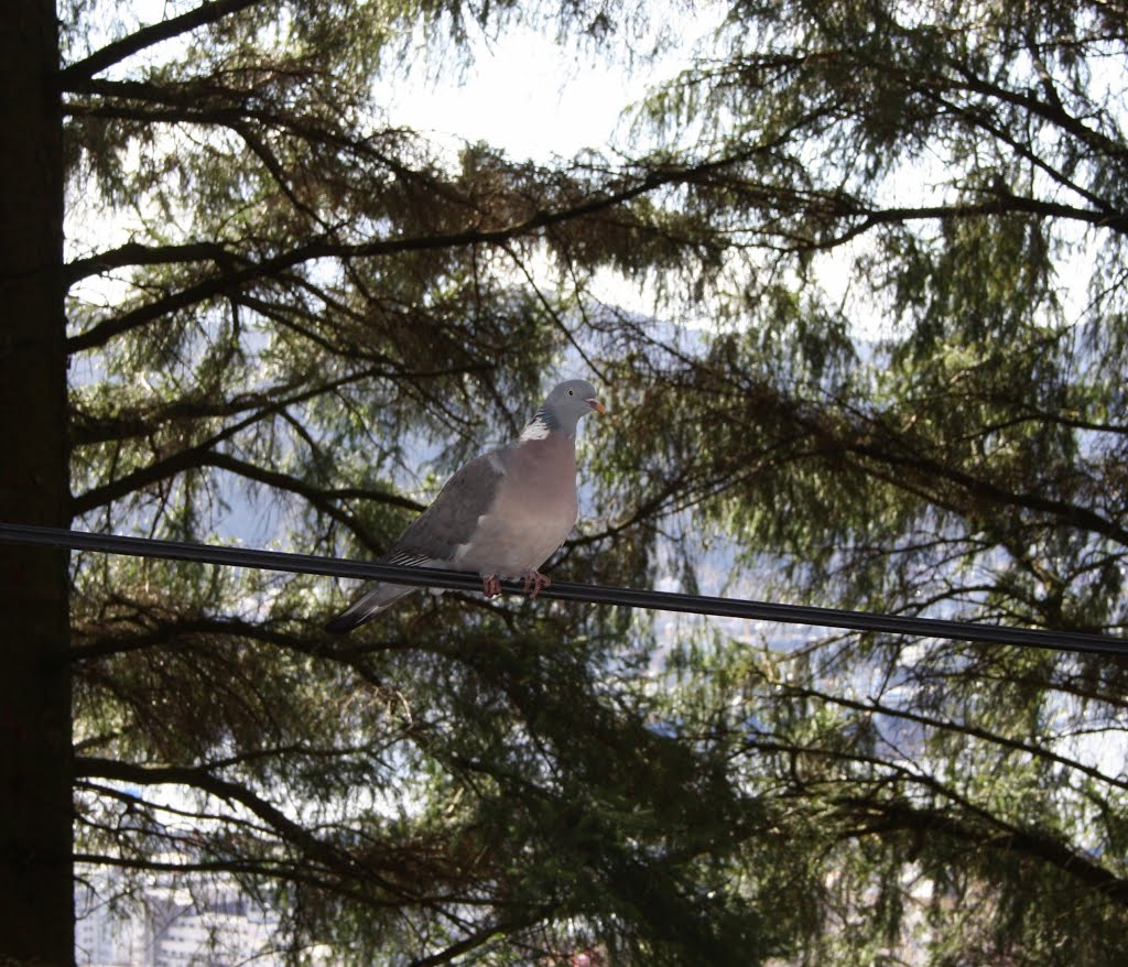 A forest pigeon, 01.05.10 by Mona Lygre