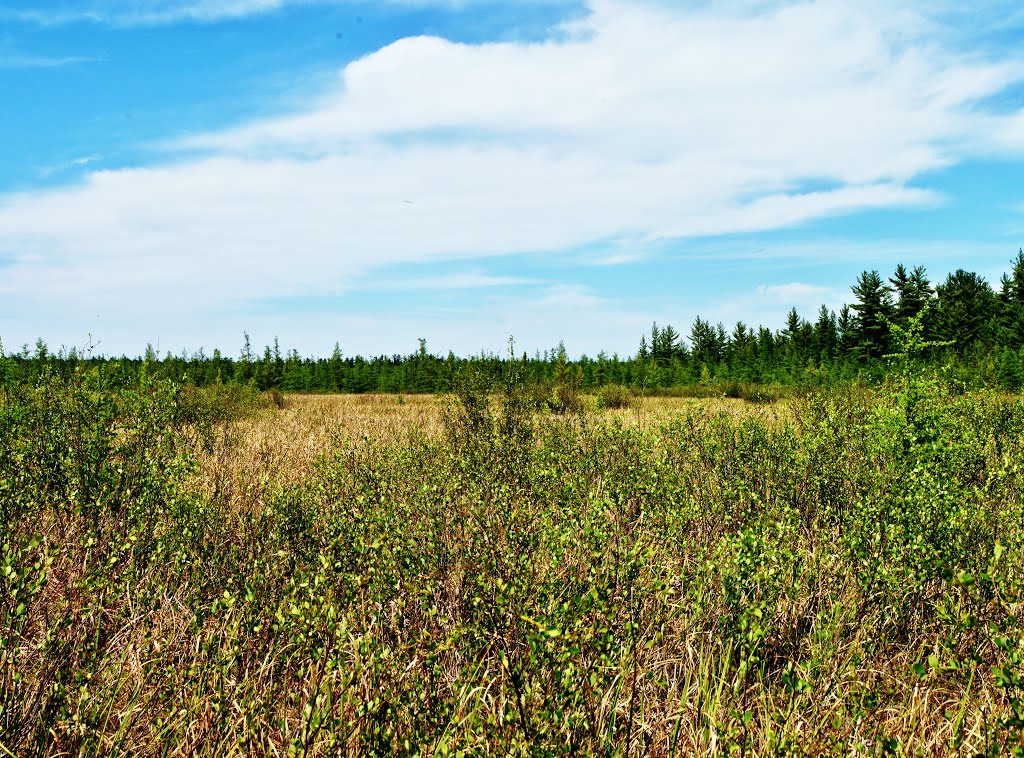 Washburn Marsh State Natural Area by Aaron Carlson