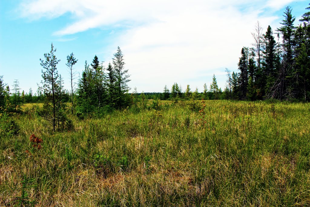 Washburn Marsh State Natural Area by Aaron Carlson