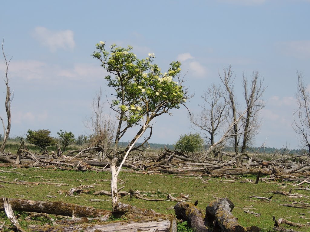 VLIERSTRUIK in het gebied rond de Oostvaardersplassen, Lelystad. by Ria Wentink