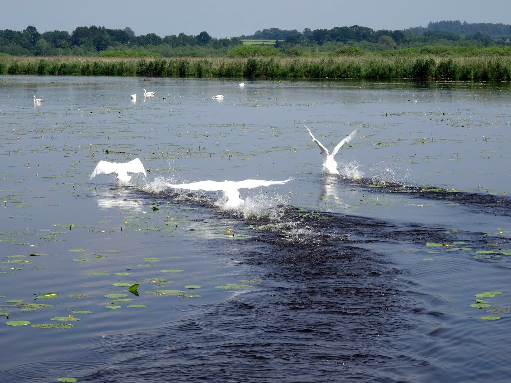 Schwäne auf dem Federsee bei Bad Buchau by hucky3010