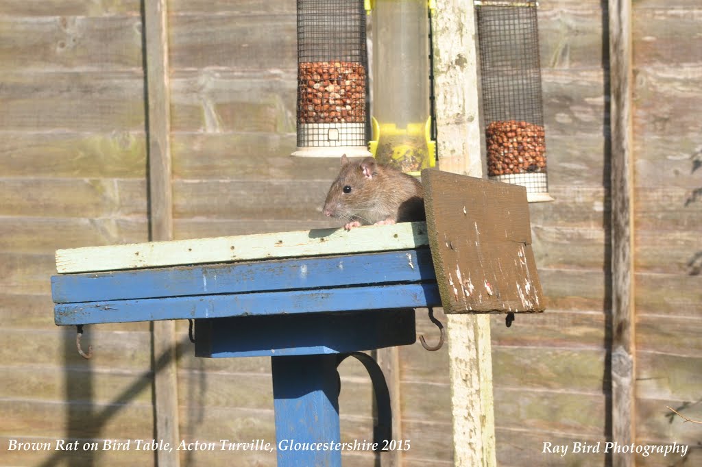 Ratty on Bird Table, Acton Turville, Gloucestershire 2015 by Ray Bird