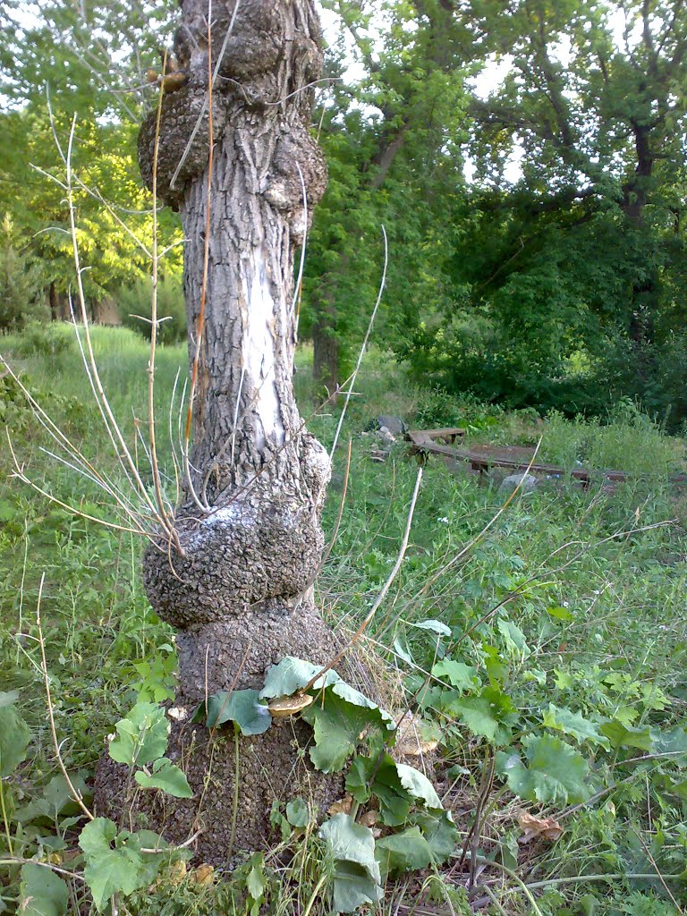 Pervomais'k, Mykolaivs'ka oblast, Ukraine by Danila-007