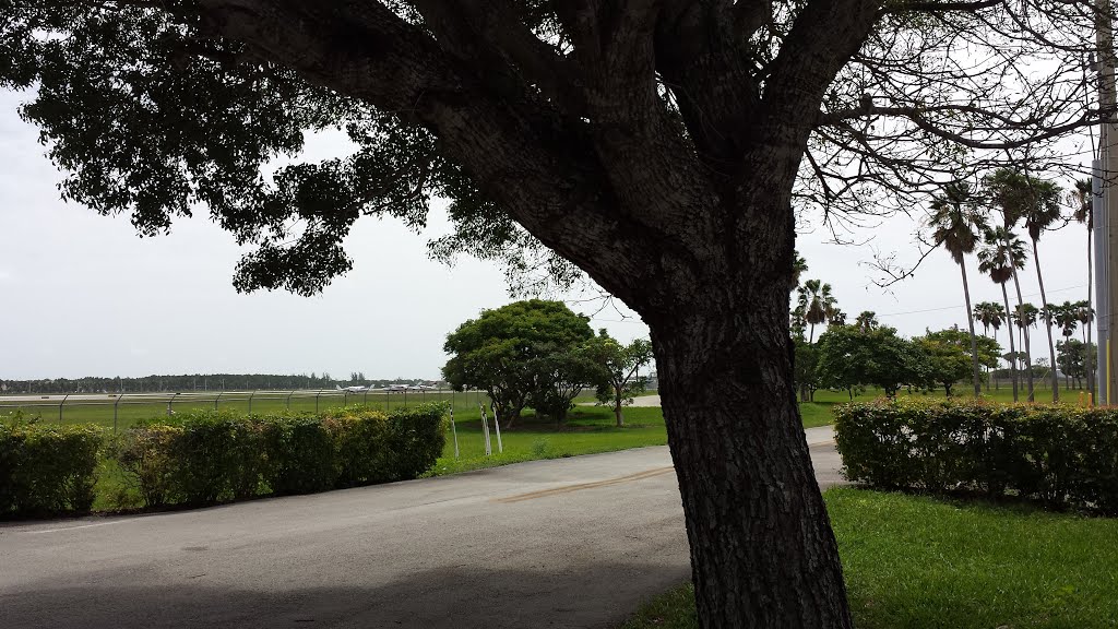 Beautiful tree at Wings Over Miami Museum by JMLRUSB