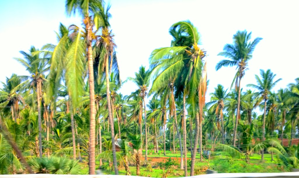 Coconut Gardens,Toll Plaza,Natavalasa, Andhra Pradesh, India by Kamalakar Anthati