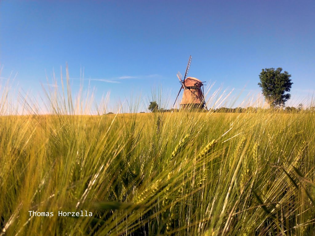 Windmühle im Getreidefeld by Thomas Horzella