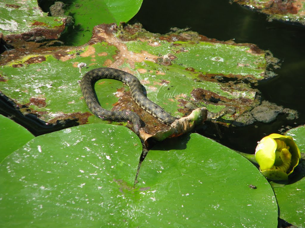 Kockás sikló (Natrix tessellata) by CONTESSA