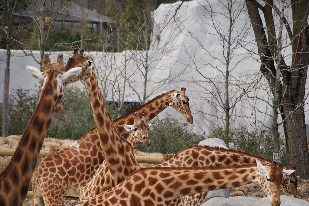 Les Giraffes by jief31