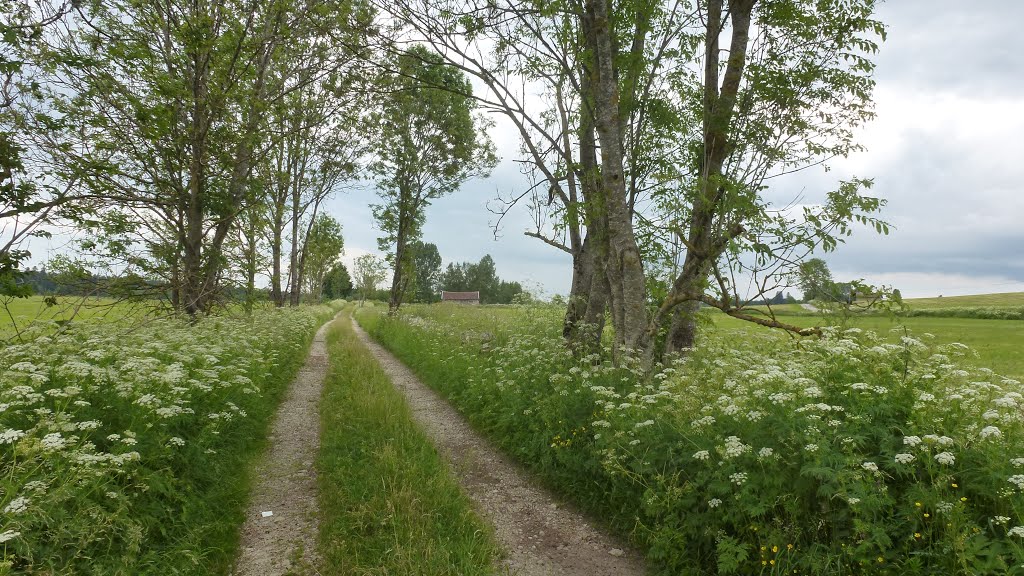 Paysage printanier au Russey. La remise. Le chemin fleuri. by LOFAJE