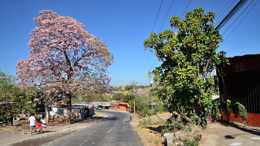 Ciruelas, Provincia de Alajuela, San Antonio, Costa Rica by latforum