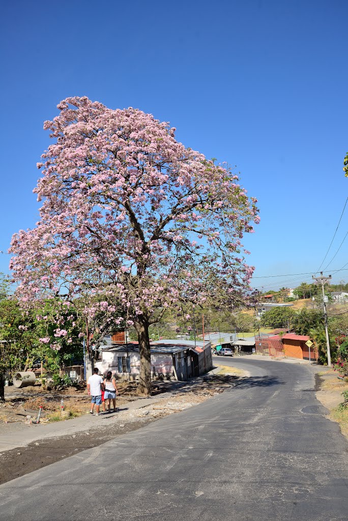 Ciruelas, Provincia de Alajuela, San Antonio, Costa Rica by latforum