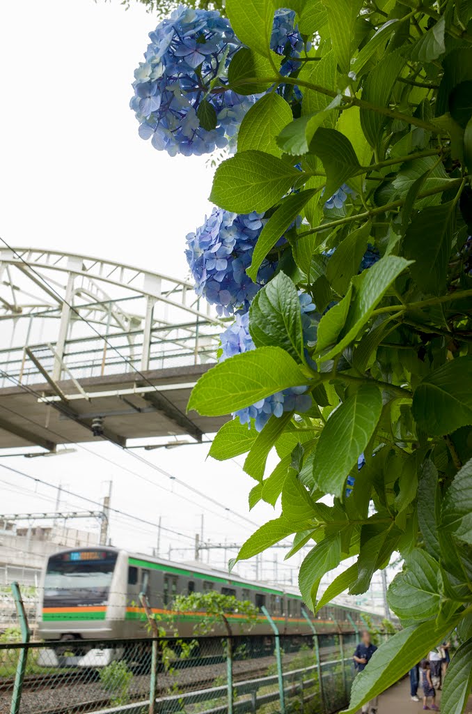 Hydrangea at Asuka-yama / 飛鳥の小径 あぢさゐ by T SATO