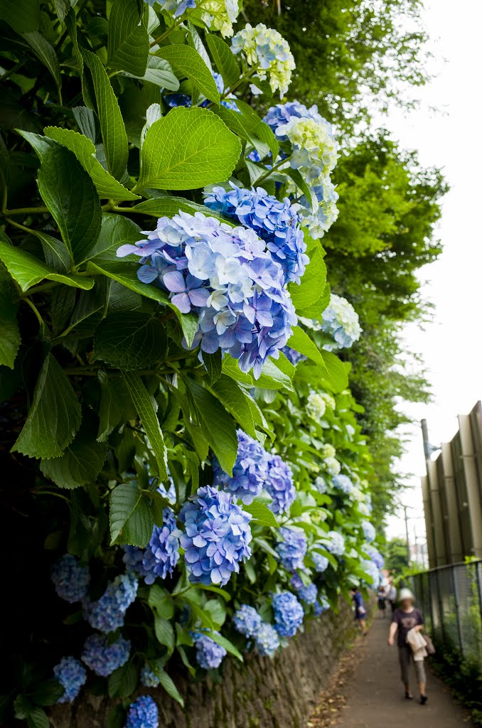 Hydrangea at Asuka-yama / 飛鳥の小径 あぢさゐ by T SATO