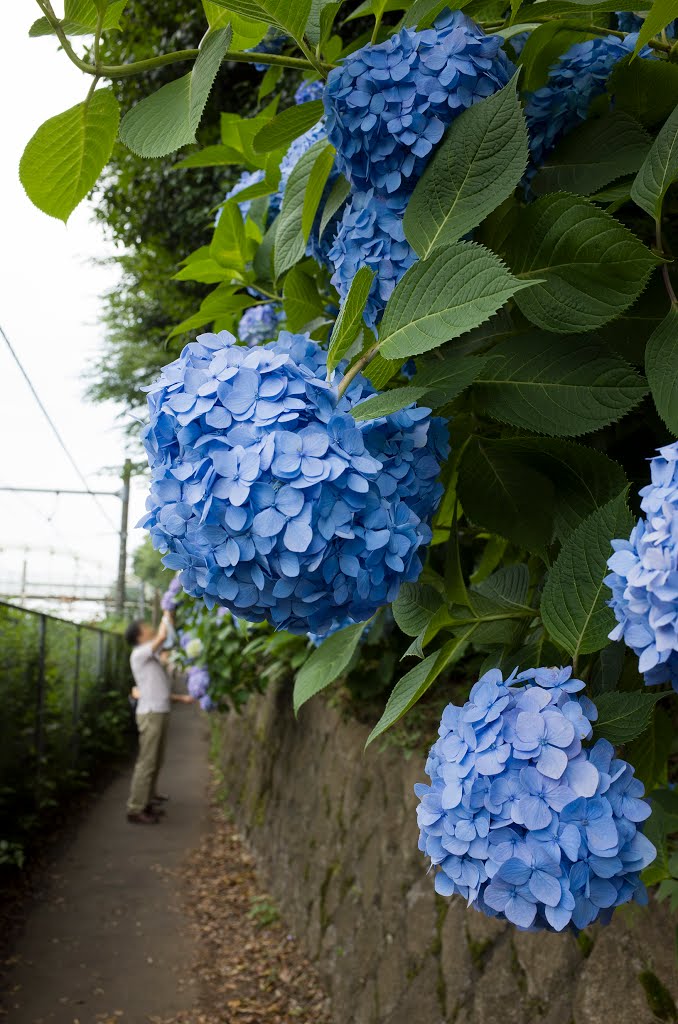 Hydrangea at Asuka-yama / 飛鳥の小径 あぢさゐ by T SATO