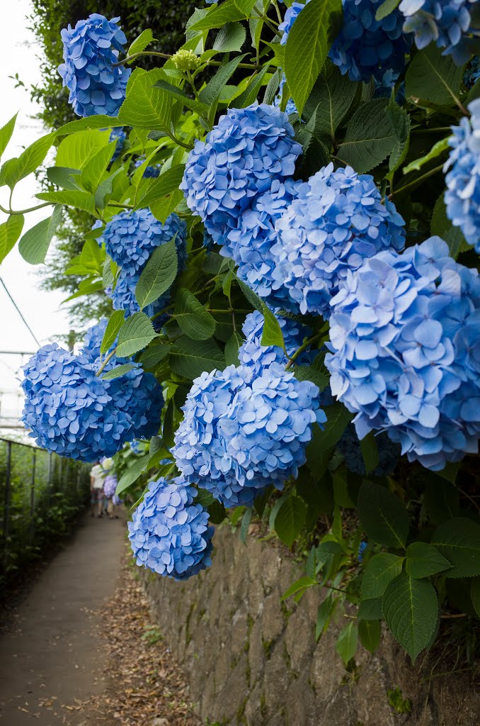 Hydrangea at Asuka-yama / 飛鳥の小径 あぢさゐ by T SATO