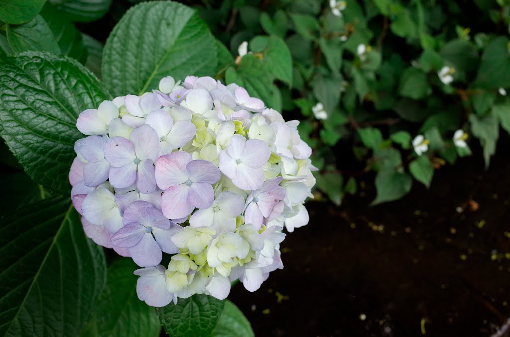 Hydrangea at Asuka-yama by T SATO