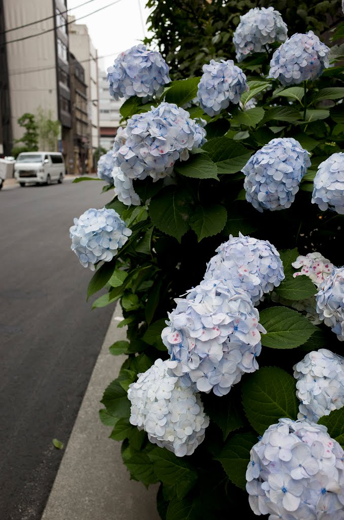 Hydrangea at Suda-cho / 須田町 あぢさゐ by T SATO