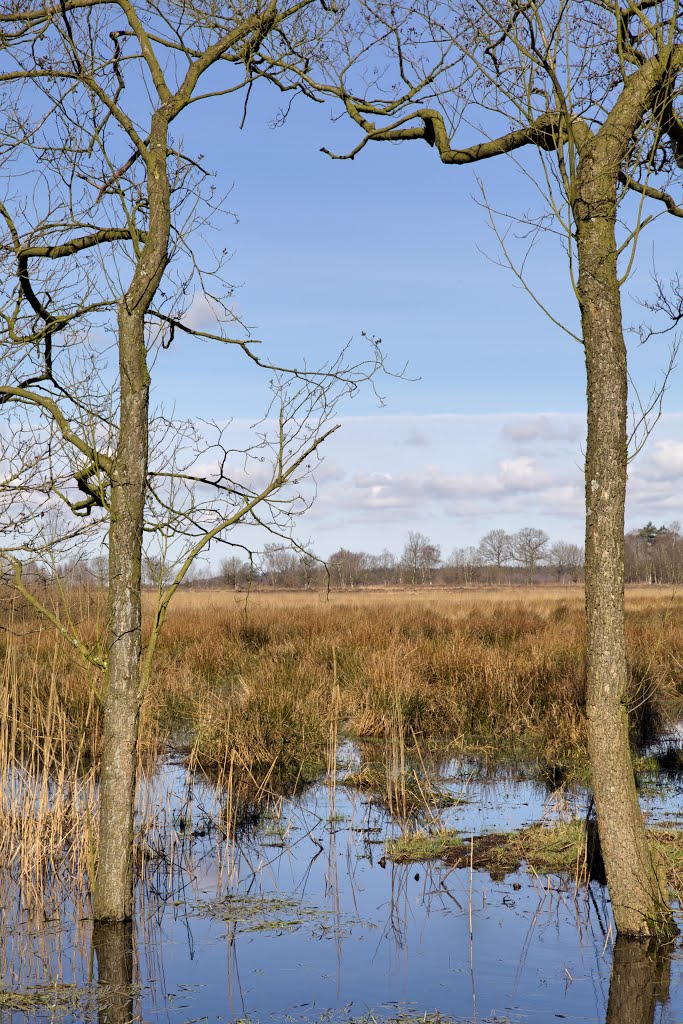 Fochteloërveen by Martijn Burgler