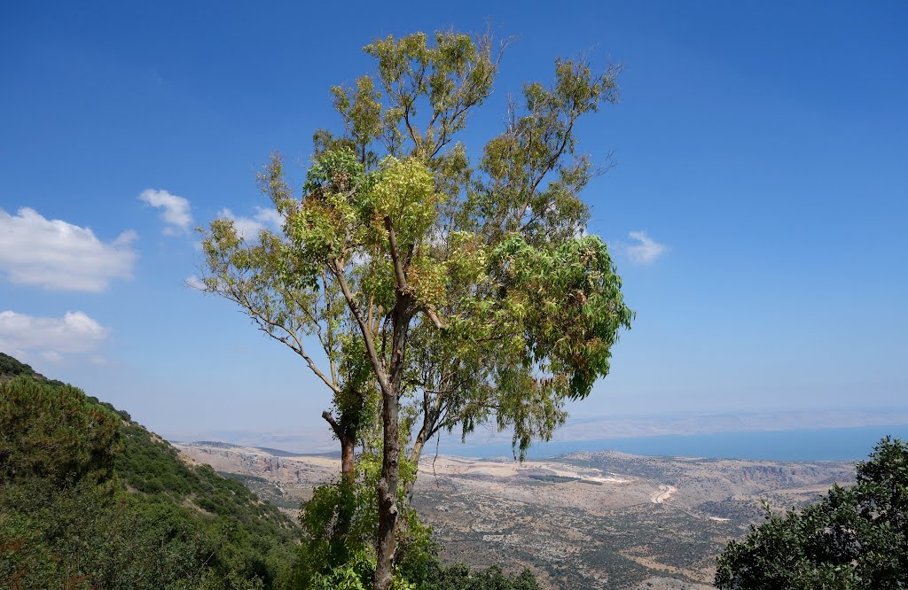 Amirim, Israel by cohensharli