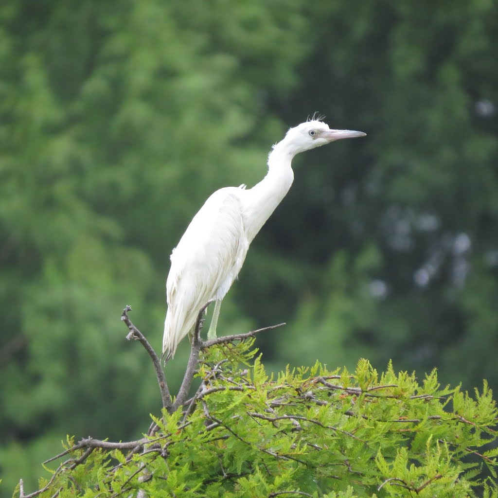 Juvenile cattle egret by Ronald Losure