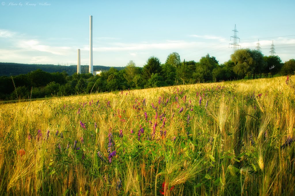 Kornblumen in Deizisau by Konny Wallner