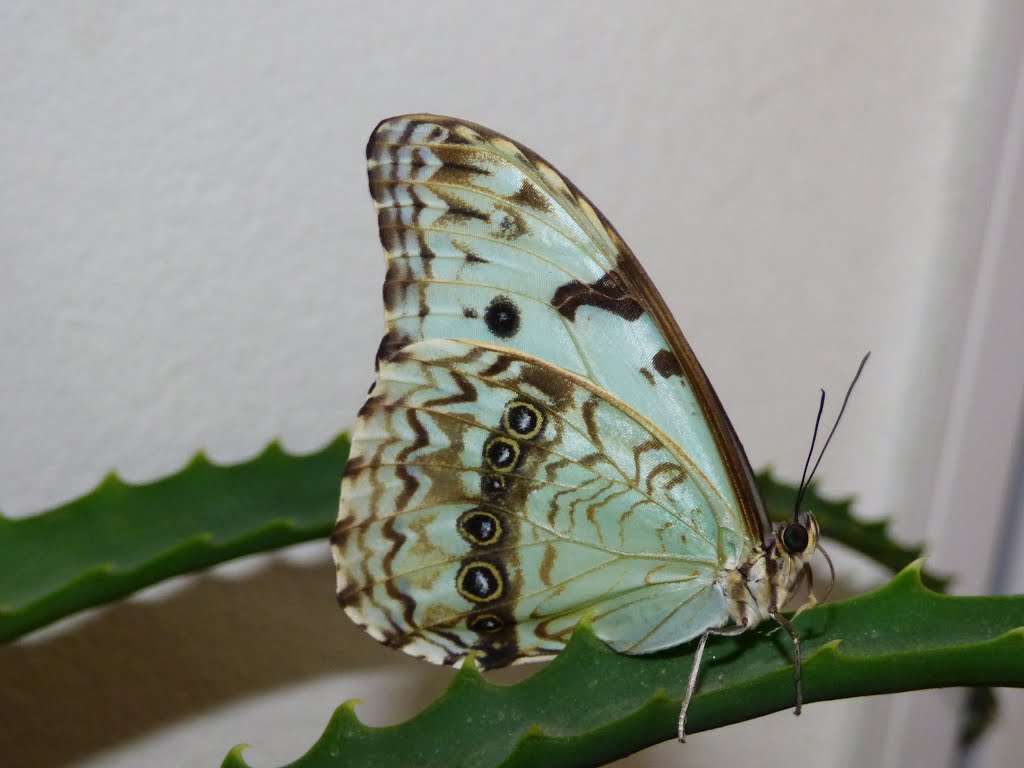 Mariposa Bandera Argentina ... by Rodolfo Julio Velazq…