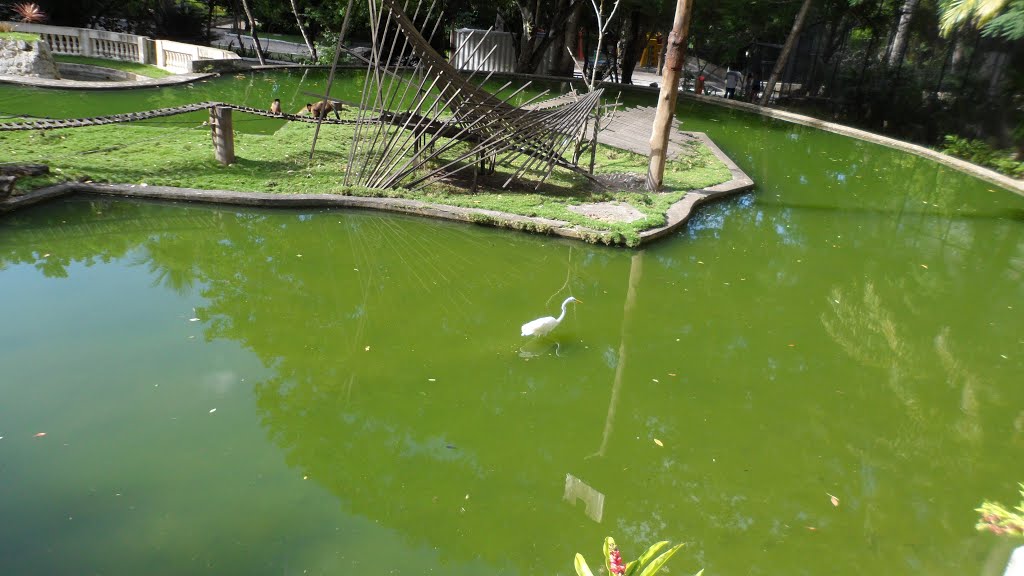 Lago de Isolamento dos Primatas no Parque Arruda Câmara. João Pessoa PB.. by Ben Hur Brito