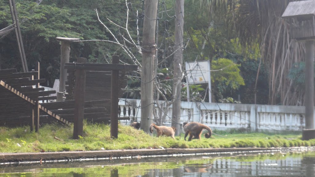 Parque Zoobotânico Arruda Câmara. "macacada" João Pessoa PB by Ben Hur Brito