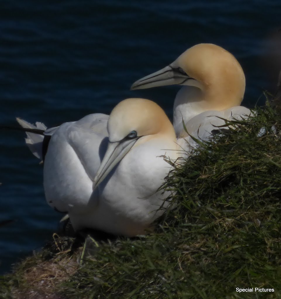 Pair Gannets on their nest. by Old Fossil