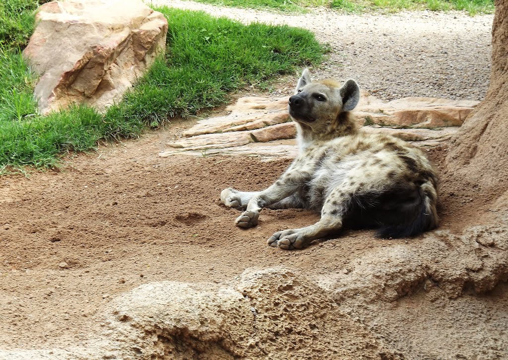 Bioparc Valencia by Ksenesk