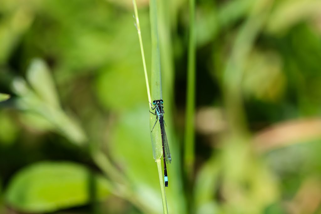 Gemeine Becherjungfer Enallagma cyathigerum by Jürgen Lange