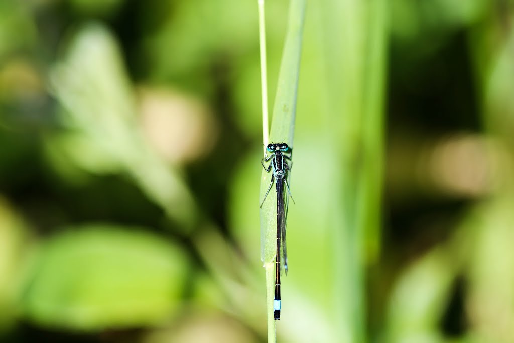 Gemeine Becherjungfer Enallagma cyathigerum by Jürgen Lange