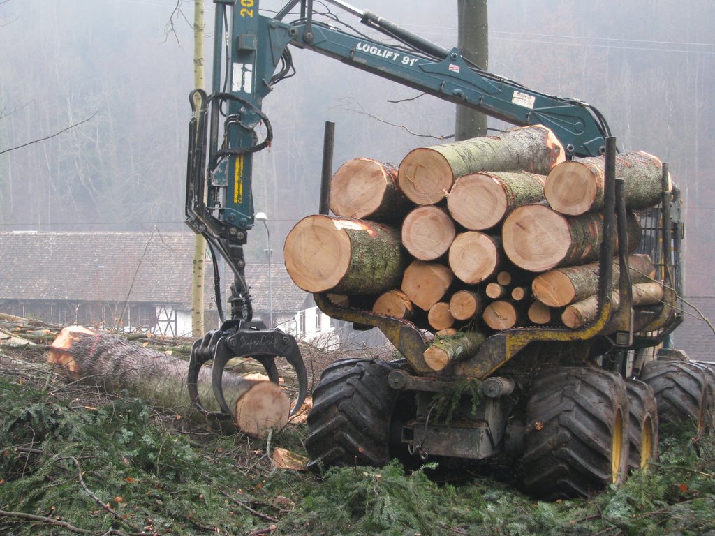 Sicherheitsholzerei entlang der Sihltalstrasse (Removing danger trees along Sihltalstrasse) by beavercarl