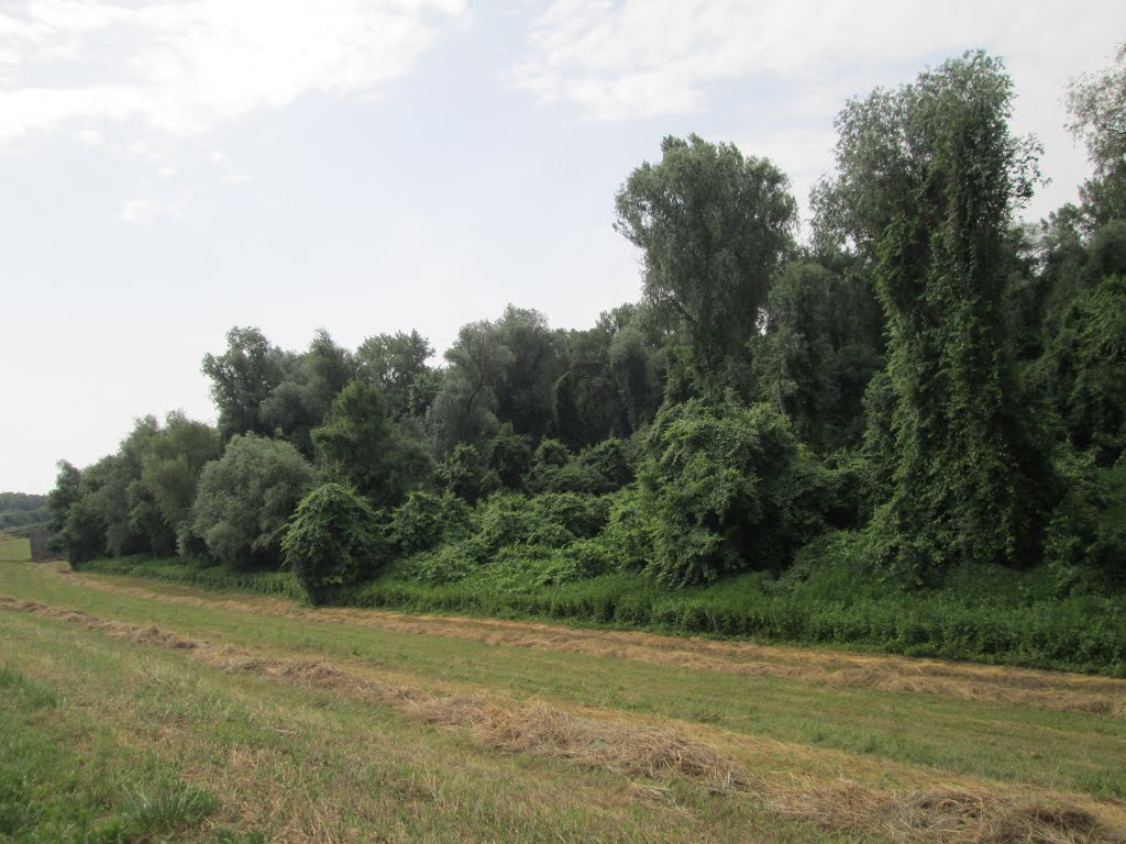 Bank of the River Tisza by szaza