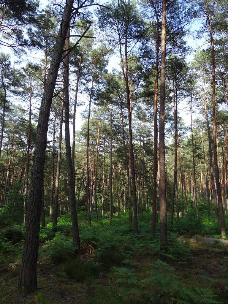 Route de l'isatis. Forêt de Fontainebleau by dtoussaint