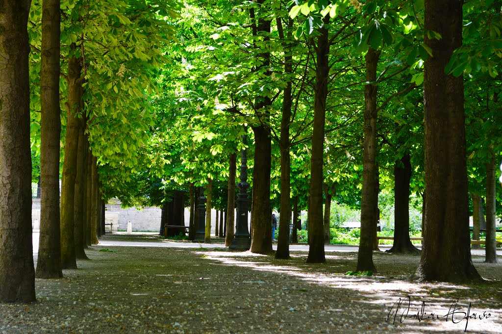 Jardin des Tuileries by Mk by Maikon Afonso