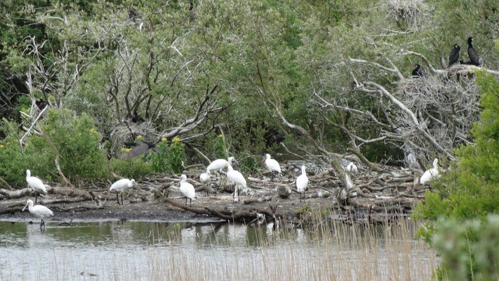 De Geul Spoonbills Texel by Niek Saal