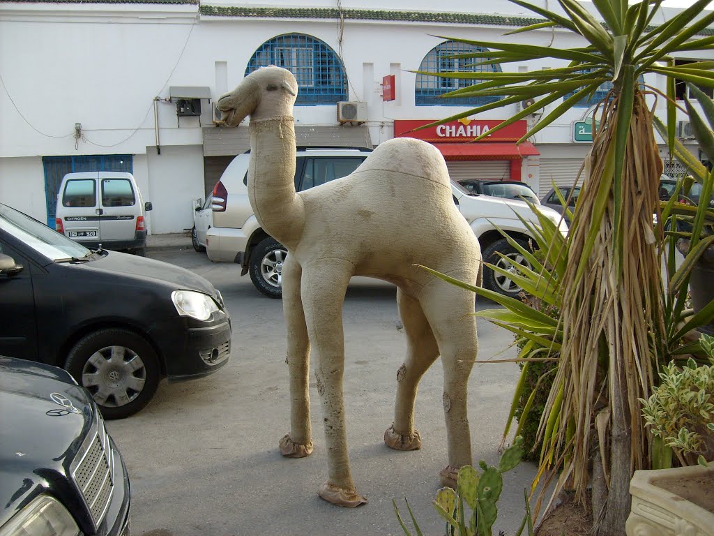 Tunis - La Marsa - Chameau by Michel Viard