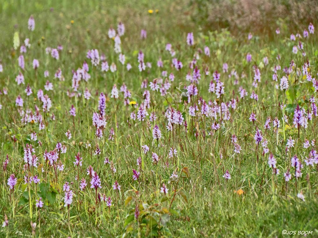 Orchids galore by Jos Boom