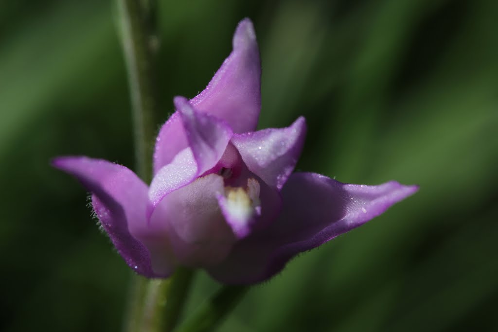 Red Helleborine - Cephalanthera rubra by Björn S.